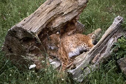 A lone lynx lying on a broken tree trunk Stock Photos
