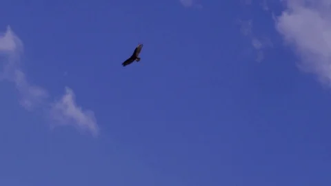 A lone male bald eagle soars above in a bright blue cloudy sky Stock Footage 70690798