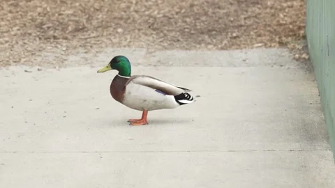 Lone Mallard Duck on Park Path no sounds Stock Footage 335230700