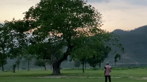 Lone man standing near large Banyan tree tree against hills at sunset landscape Видео 345871458