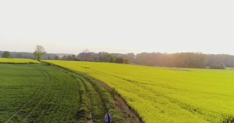 Lone man walking along a dirt path through green rural farmland at sunset Video stock 336504191