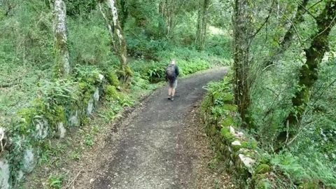 Lone man walking in the forest contemplating Stock Footage 205042399