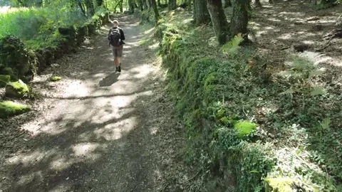 Lone man walking in the forest contemplating Stock Footage 205042402