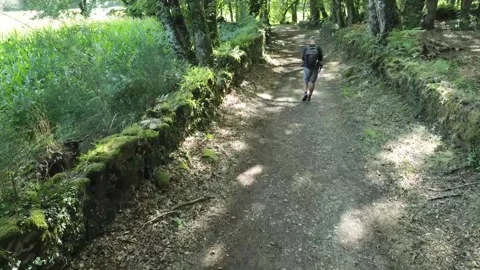 Lone man walking in the forest contemplating Stock Footage 205042404