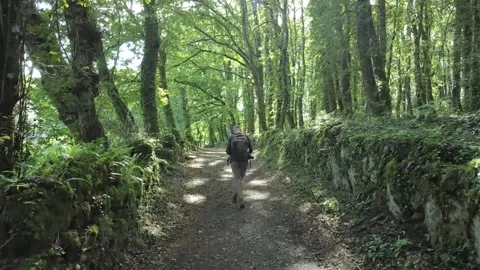 Lone man walking in the forest contemplating Stock Footage 205042409