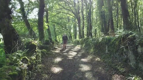 Lone man walking in the forest contemplating Stock Footage 205042410