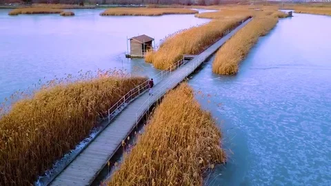 Lone Man Walking Through a Marsh Stock Footage 71344220