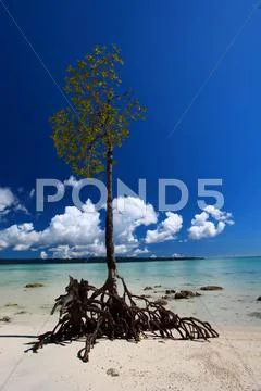 Lone mangrove tree at vijaynagar beach on havelock island, andaman islands, i Stock Photos