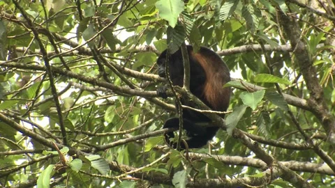 Lone Mantled Howler Monkey Sitting Looking Around in Tree in Jungle Stock Footage 132842054