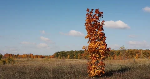 A lone maple in the field sways in the strong wind of the golden autumn.	 Video stock 168182456