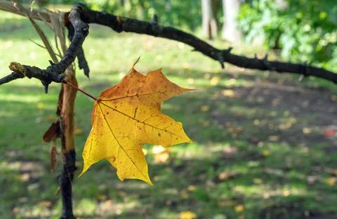 A lone maple leaf on a tree branch in an autumn park. Stock Photos
