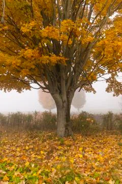 Lone maple tree on a foggy fall morning in vermont, usa Stock Photos