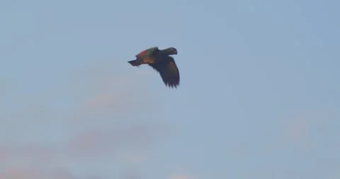 A lone Mealy Parrot soars through the evening sky, silhouetted against the Video stock 306047439