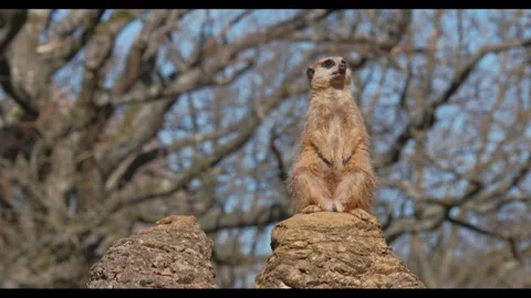Lone Meerkat on Sentry Duty Stock Footage 332660177