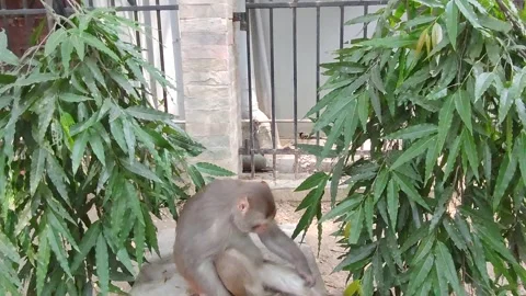 Lone Monkey Stock Footage 308214877