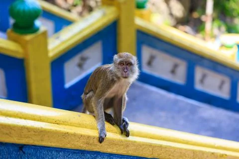 Lone monkey on stairs Stock Photos