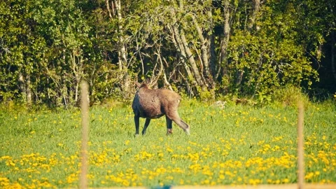 Lone Moose Grazing On Grass In Sunny Spring Field Stock Footage 341553182