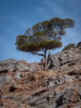 Lone mountain tree Stock Photos