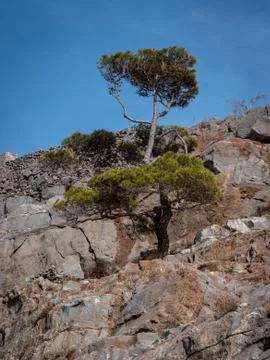 Lone mountain tree Stock Photos