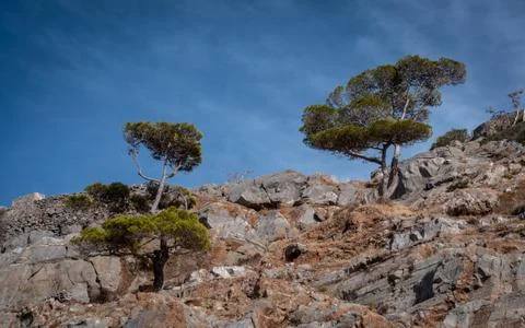 Lone mountain tree Stock Photos