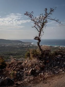 Lone mountain tree Stock Photos