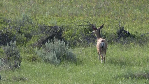 Lone Mule deer doe feeds on tall green prairie grass, side lighting Stock Footage 338989193
