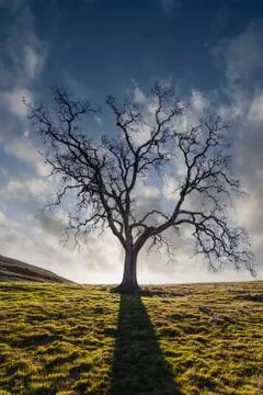 Lone Oak Leafless Silhouette with Cloudy Sky Stock Photos