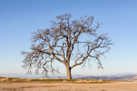 Lone oak Stock Photos