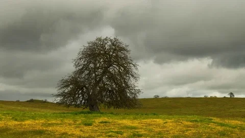 Lone Oak Tree and passing storm, Time Lapse Video stock 74069857