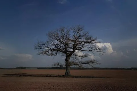 Lone Oak Tree with Bare Branches in a Cultivated Field under a Blue Spring Sk Stock-Fotos