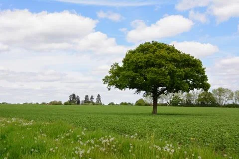 Lone oak tree in a field Stock Photos
