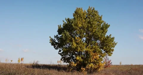 A lone oak tree in a field sways in a strong autumn wind against a blue sky.	 Video stock 168182487
