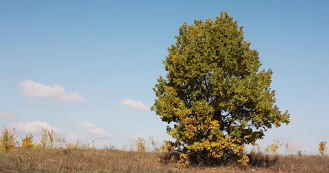 A lone oak tree in a field sways in a strong autumn wind against a blue sky.	 Video stock 168182562