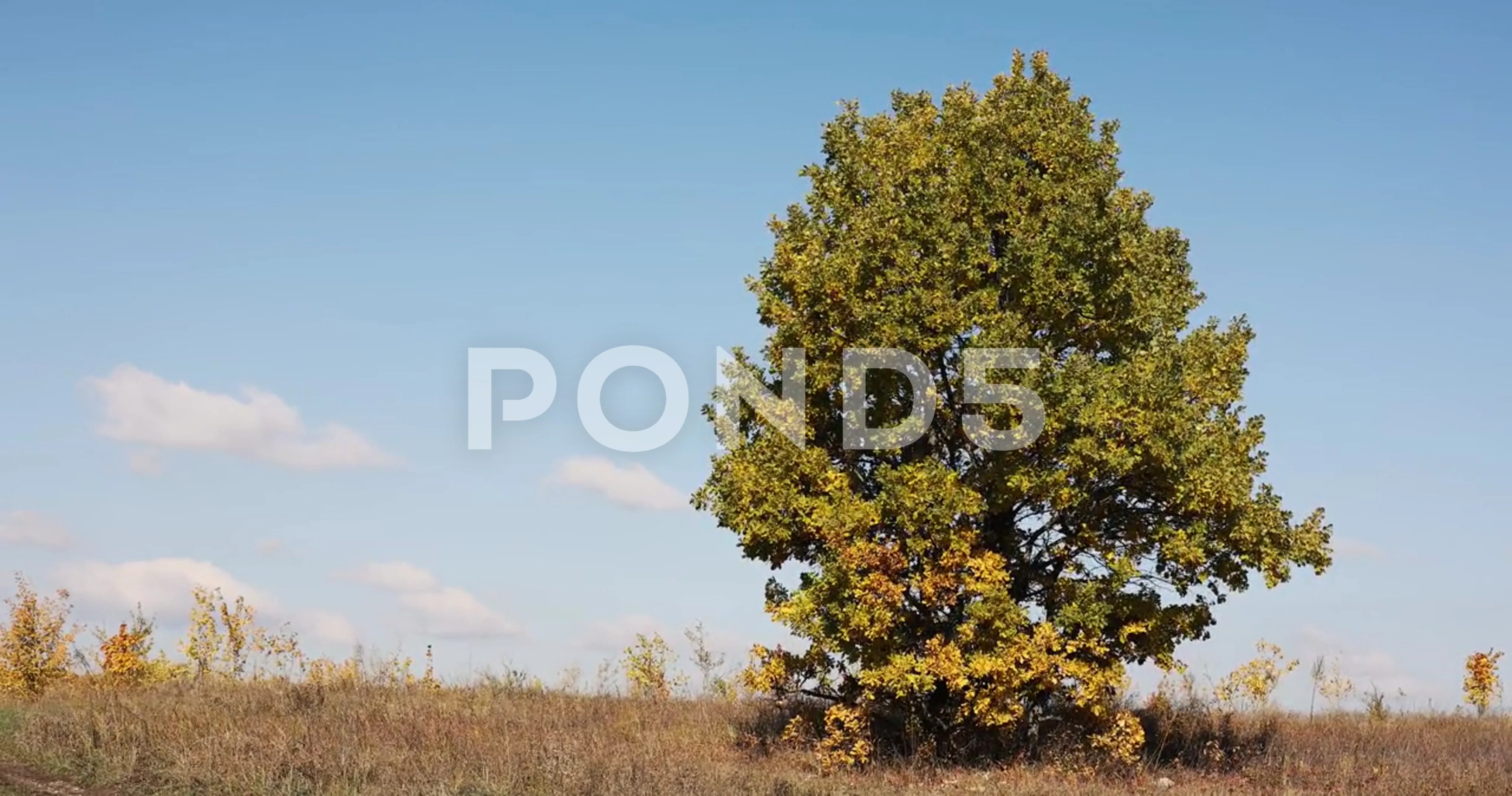 blue oak tree on a field of white