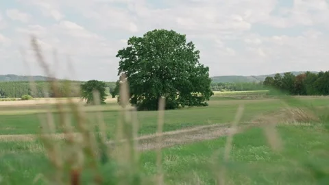 Lone Oak Tree in Green Countryside Видео 346370726