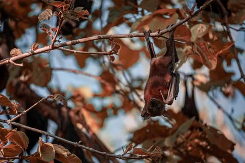 Lone Observer Stock Photos