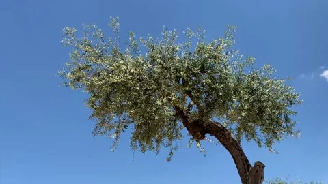 Lone old olive tree in a gentle breeze against a deep blue sky Stock Footage 107440809