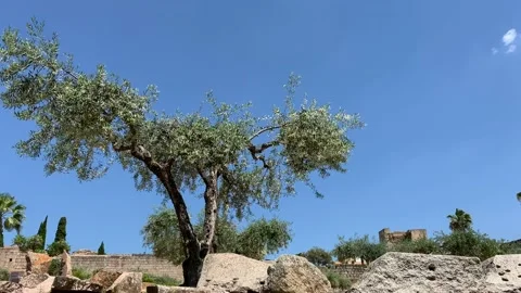 Lone olive tree growing amongst ruins Stock Footage 107440793