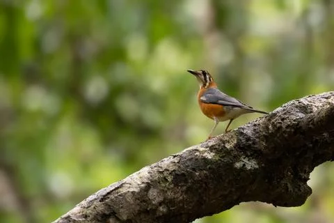 Lone Orange headed thrush resting on a tree branch Stock Photos