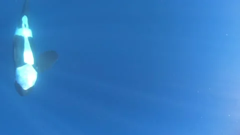 Lone Orca swims upside down beneath swimmer Stock Footage 136821564