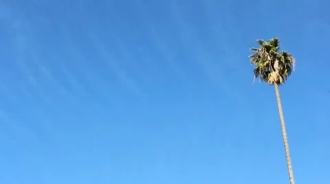 Lone Palm Stock Footage 20439219