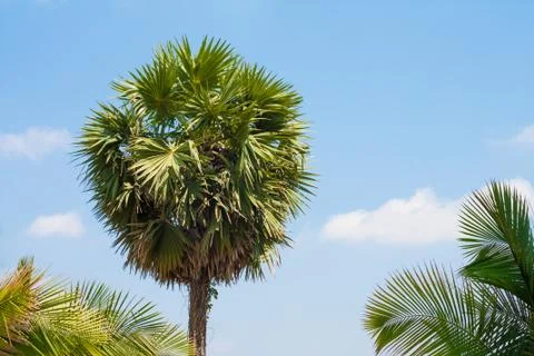 Lone Palm Foto stock