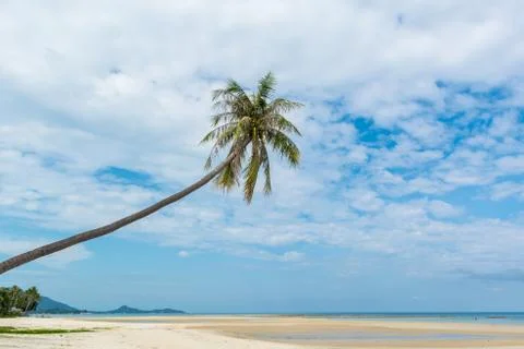 A lone palm tree on the beach Stock Photos