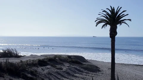 Lone Palm Tree at the Beach with Surfers Stock Footage 99307549