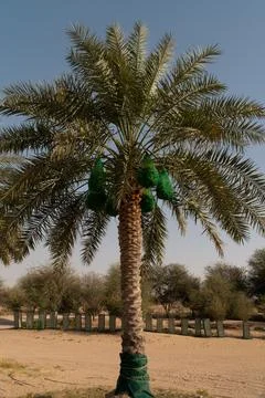 Lone palm tree with dates covered in green netting Stock Photos
