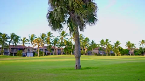 A lone palm tree on a green lawn in an urban nature park. Stock Footage 342826619