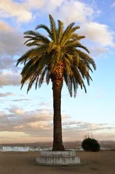 Lone palm tree Stock Photos