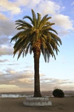 Lone palm tree Stock Photos