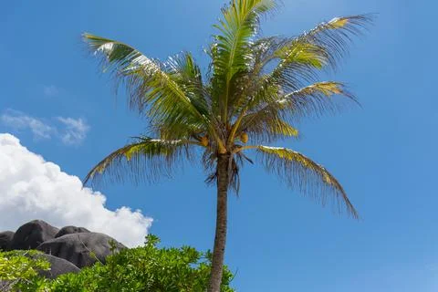 Lone palm tree Stock Photos