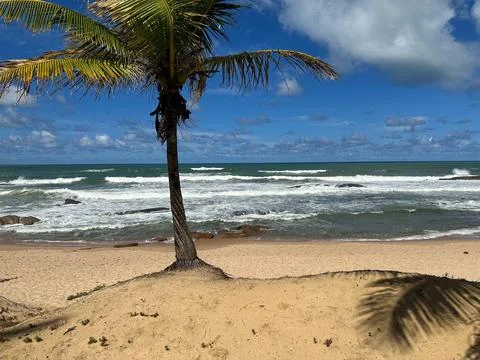 Lone Palm Tree on Sandy Beach Stock Photos